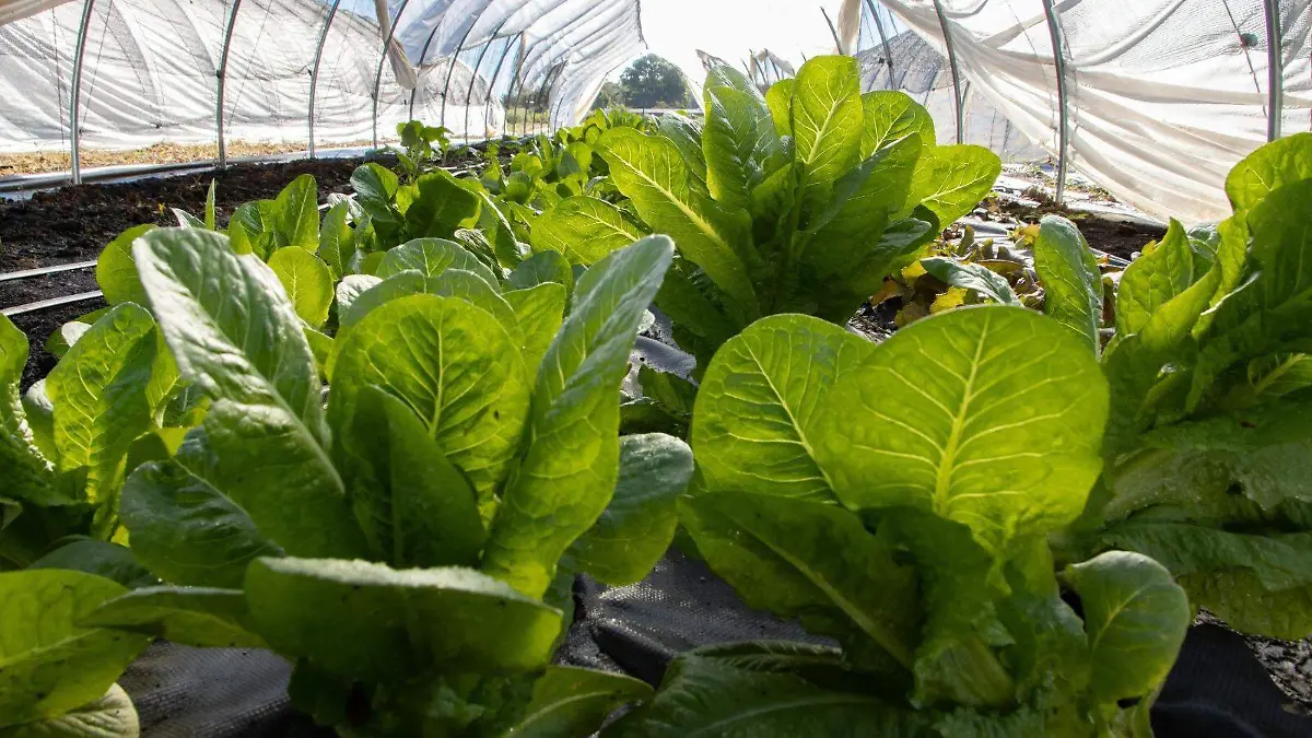 Investigan lechuga producida en Guanajuato por brote que ciclosporiasis en Estados Unidos