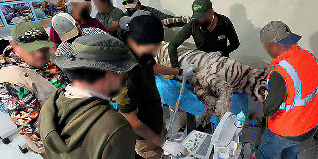 Profepa confirma muerte del tigre de Bengala ‘Kenzo’; clausuran centro de dónde escapó