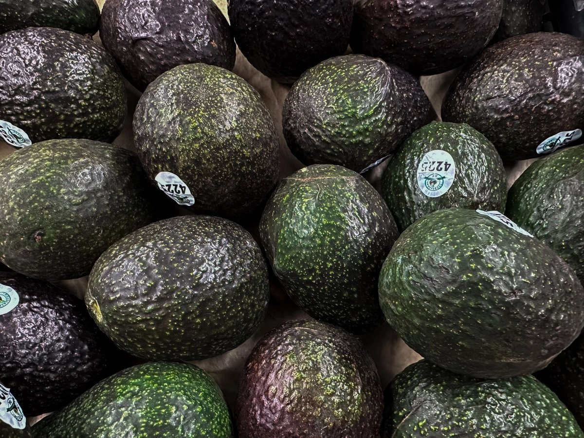 México exportó 501 mil 824 toneladas de aguacate hacia EU entre enero y abril: Sader