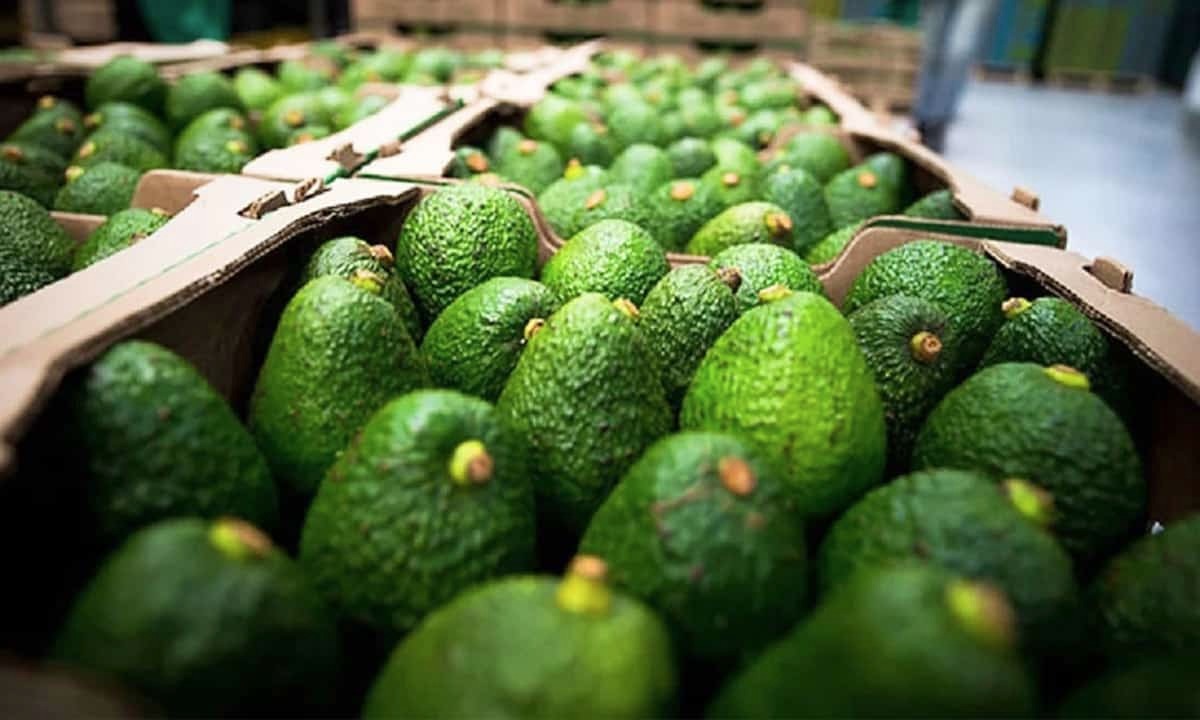 México logra acuerdo con EU y libera más de mil toneladas de aguacate tras suspensión