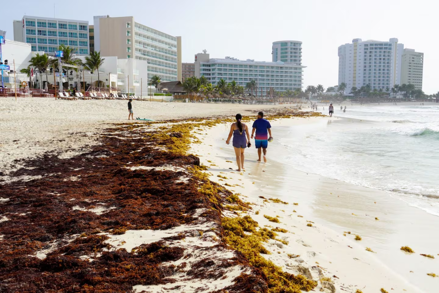 Consejo Hotelero del Caribe Mexicano respalda que Estrategia contra el sargazo sea Política de Estado