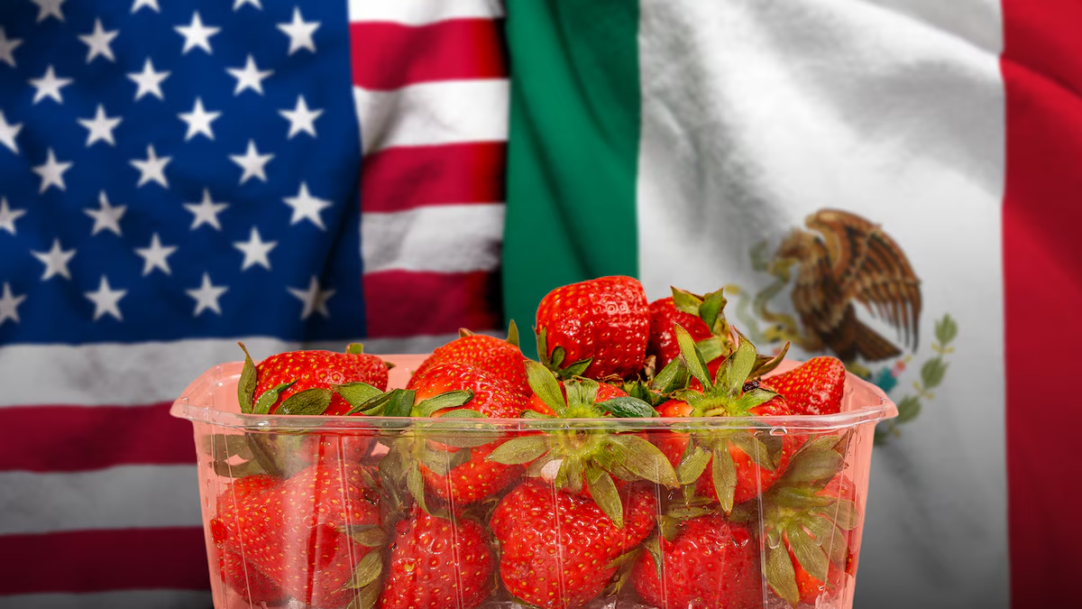 EU ‘castiga’ a fresa mexicana y amenaza con arancel de 5.28% por ‘dumping’: ‘No hay bases’, res ponde México