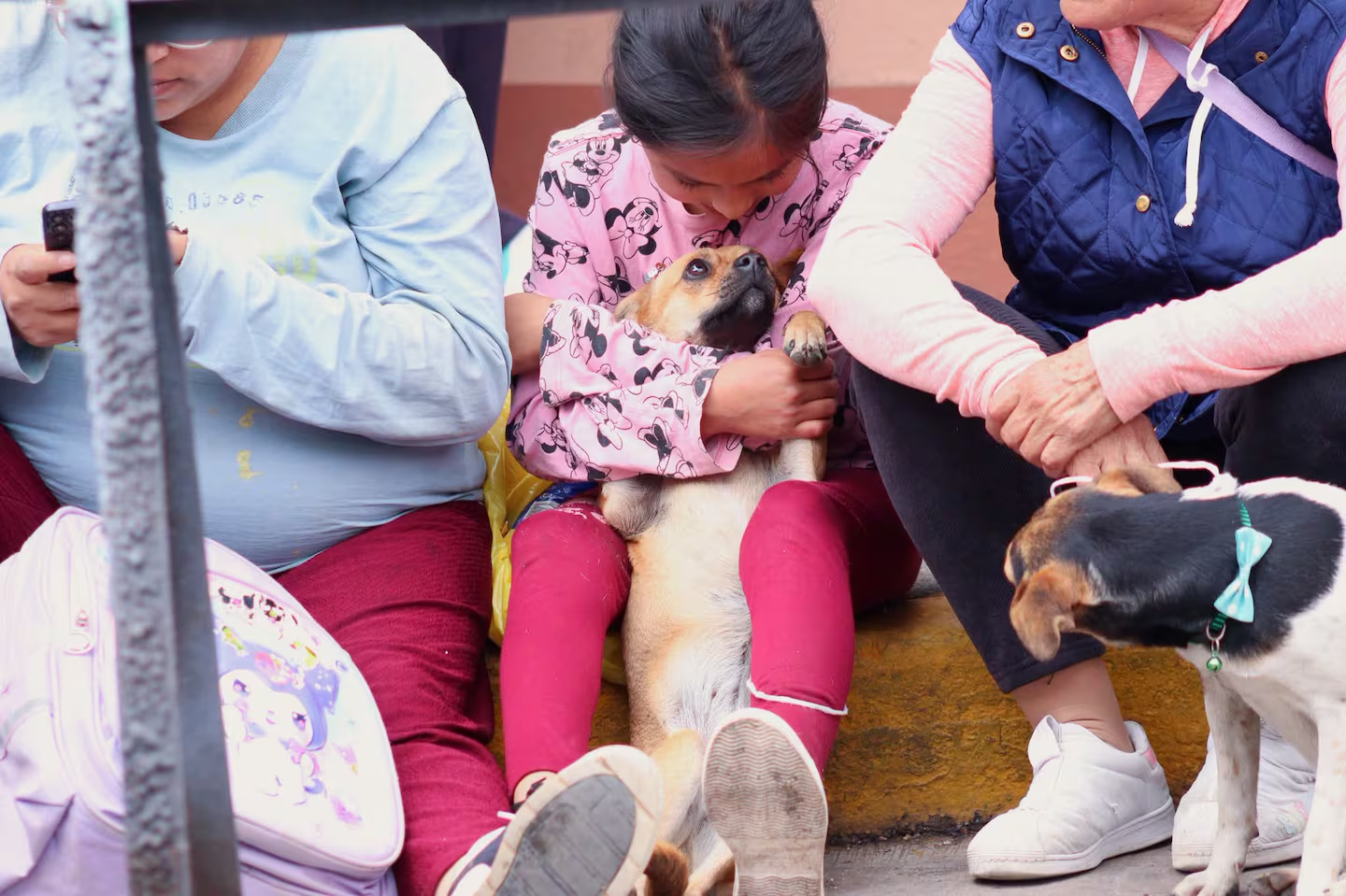 Naucalpan realiza jornada gratuita de vacunación y esterilización de perros y gatos