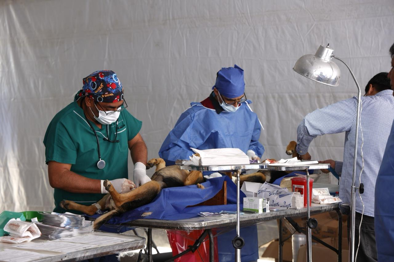 Realizan 11ª. Jornada de esterilización canina y felina 2026