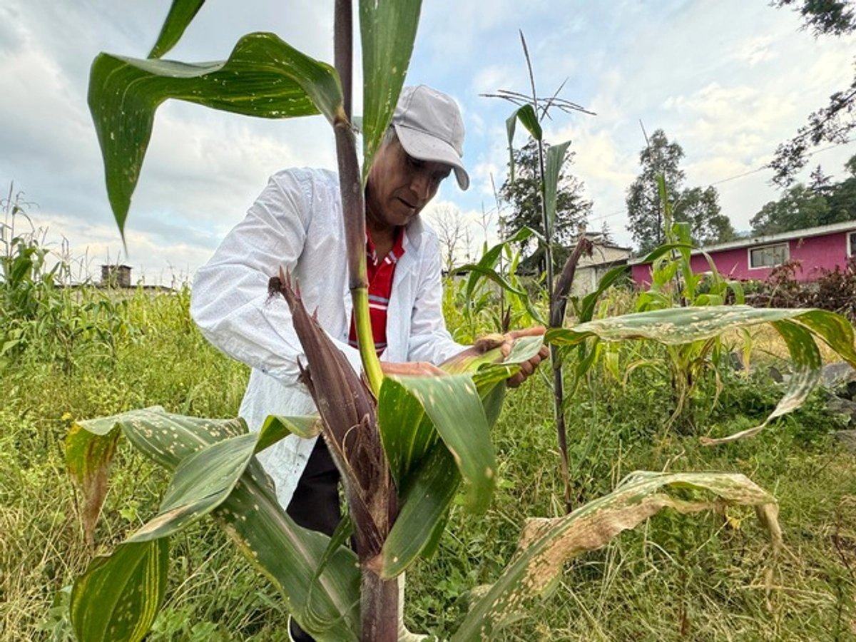 Fenómeno «El Niño» reducirá el PIB en México por escasez de agua en zonas agrícolas