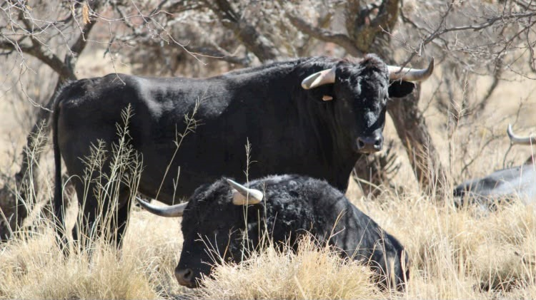 Ley de Bienestar Animal preserva la regulación de las tradiciones culturales en los estados