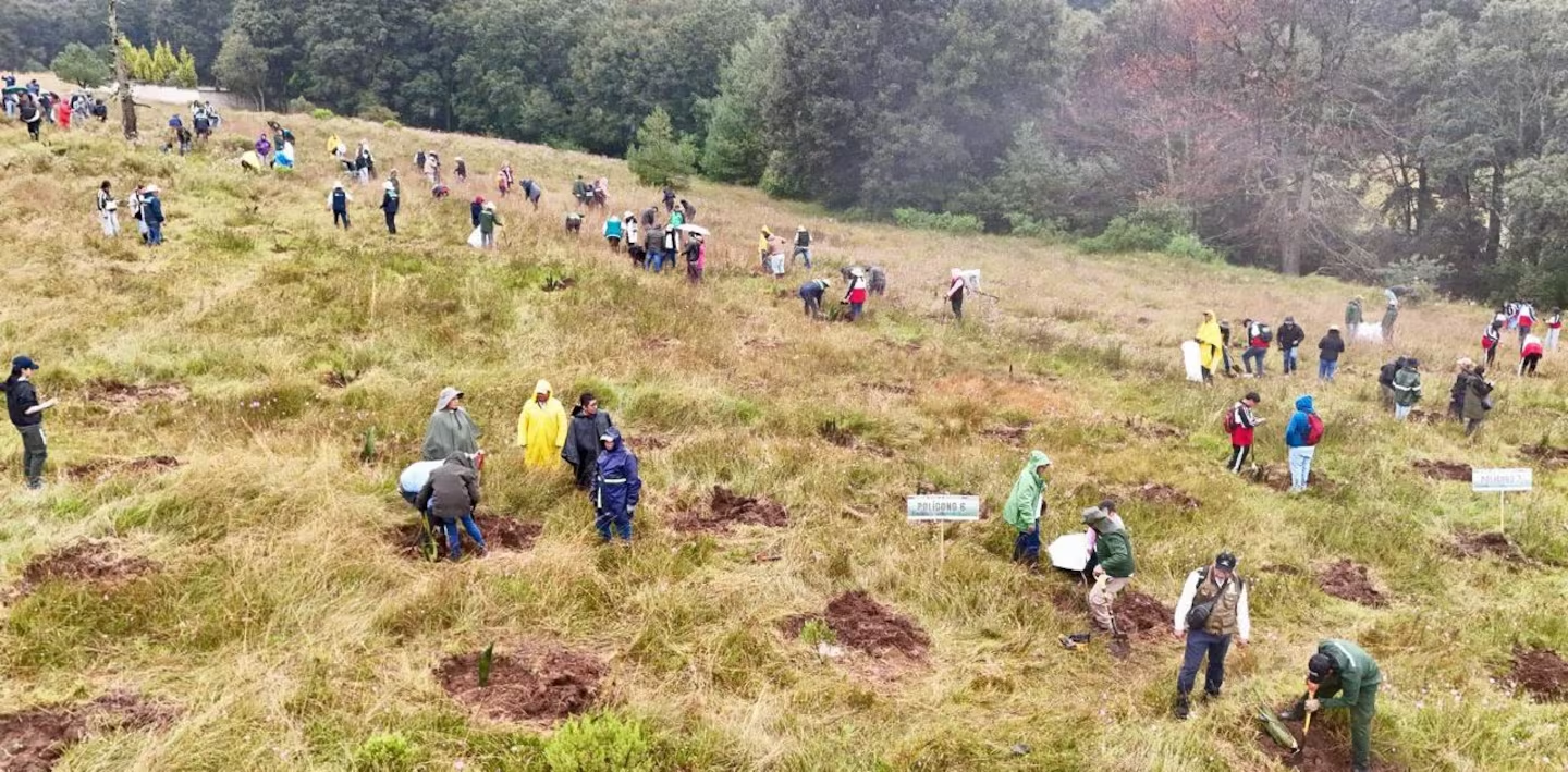 Interviene EdoMéx 2 mil 75 hectáreas durante temporada de restauración forestal