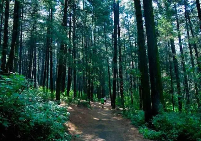 Denuncian tala indiscriminada de árboles en bosque El Ocotal por segunda vez en el año