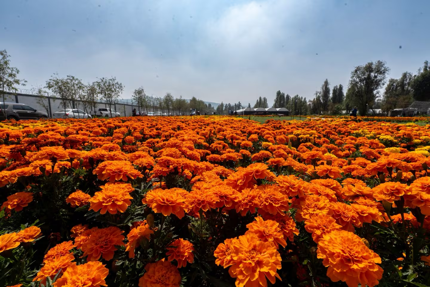 CDMX celebra por primera vez el Día de la Flor de Cempasúchil