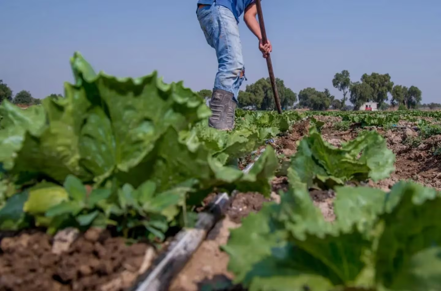 Cofepris descarta que brote de diarrea explosiva en EU provenga de productos mexicanos